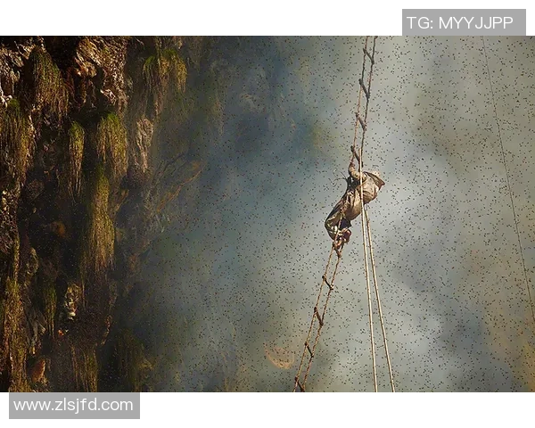 攀岩深度探索成都攀岩队的战术与团队协作揭秘